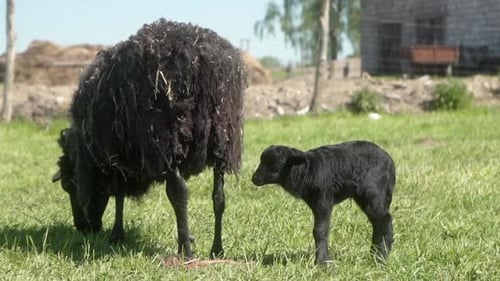 A newborn black lamb grazes in a meadow next to its mother sheep.