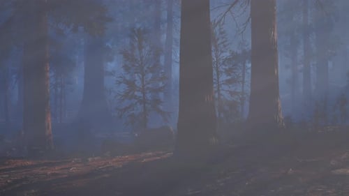 A Foggy Forest Filled with Lots of Trees