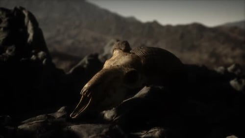 Crâne de bélier mouflon européen dans des conditions naturelles dans les montagnes