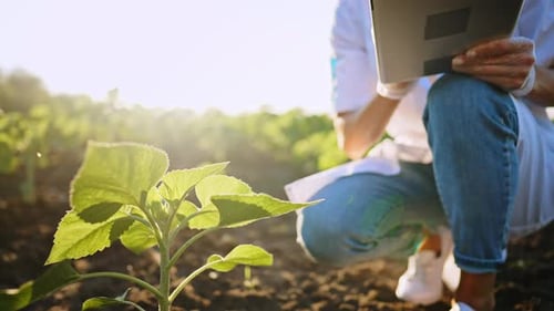 Junge Agronomin hält digitales Tablet vor Ort und nutzt seinen Vorschlag, um aufzuzeichnen und zu bilanzieren