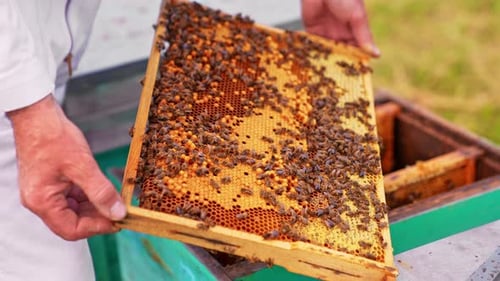 Beekeeper Inspecting Honey Frame with Honeybees