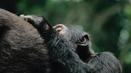 Chimpanzee grooming another - important for social bonding; Chimp trekking