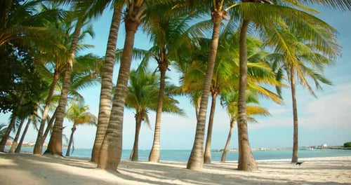 Palm trees cast long shadows across white sand beach beside clear blue ocean