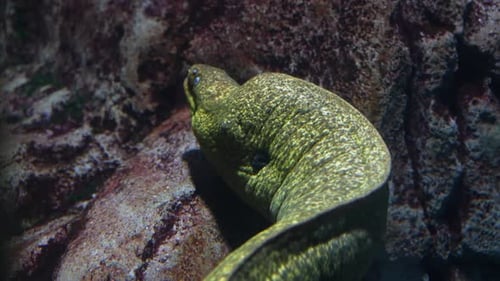 Underwater view of a giant Moray eel swimming among the rocks in a coral reef - close up view of the