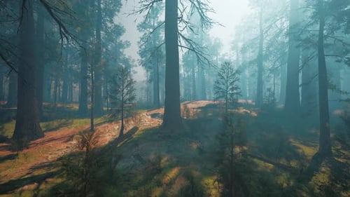 Pine Forest with the Last of the Sun Shining Through the Trees
