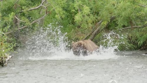 Brown Bear Catch Salmon