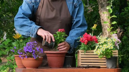 Gardener woman planting beautiful garden flowers. Preparing plants to be planted into flowering pots