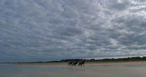 Sulky Racing am Strand, Departement Manche, Frankreich