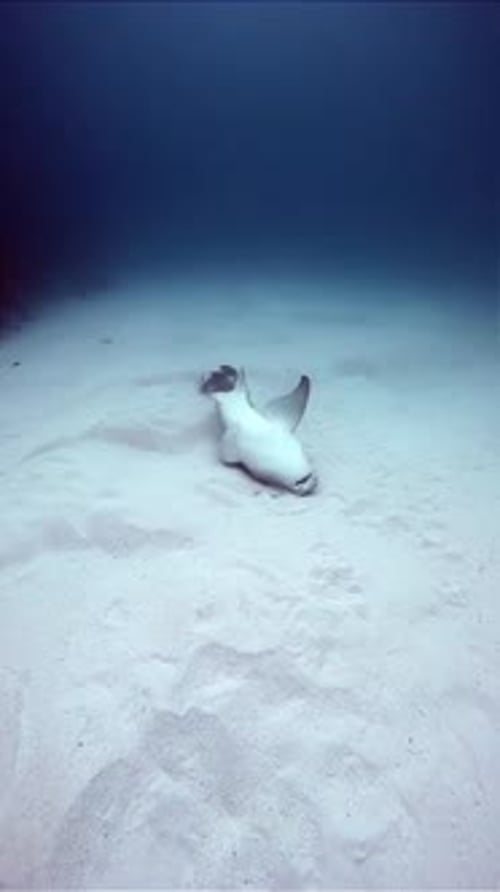 Shark Resting on Sandy Ocean Floor