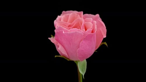 Beautiful Pink Rose Opening in Time Lapse