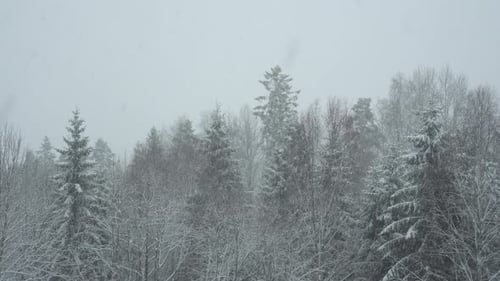 Nadelwald im Schneefall - Winterliche Berglandschaft - statisch