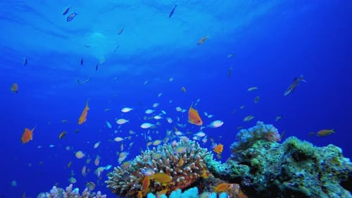 Colorful Fish Swimming Around Coral Reef