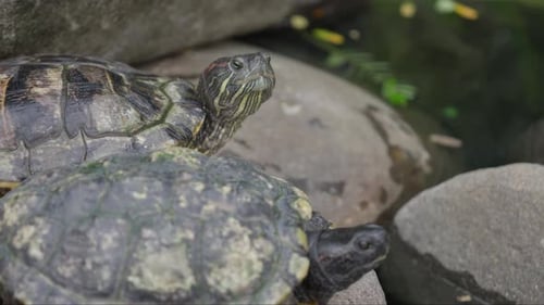 Pair of red eared slider turtles raise heads in curiousity on rocks