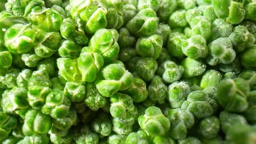 Close Up View of Fresh Green Broccoli Floret