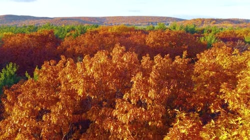 Flying low over vibrant autumn foliage of green, orange, red, yellow