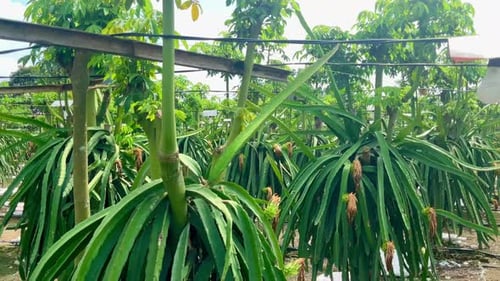 Rows of Dragon Fruit Plants Growing on Farm