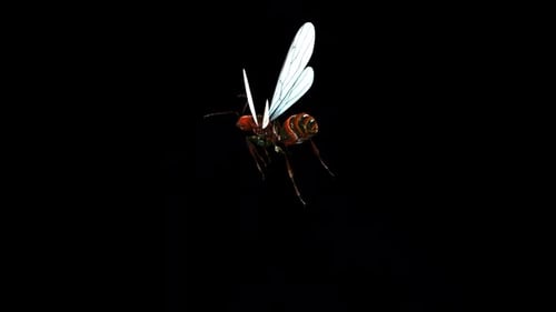 Flying Ant Sprinkle 2