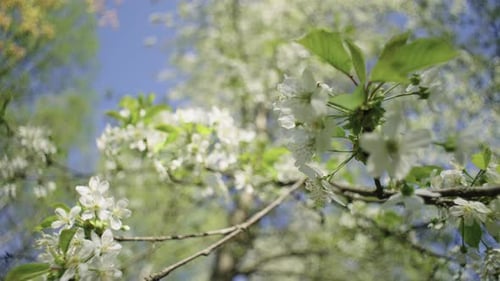 Closeup of Cycads on Tree Branches in Spring in the Garden