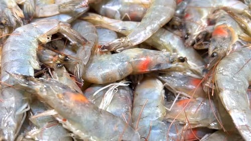 Fresh Shrimp in the Fresh Market or Supermarket Cool Shrimp