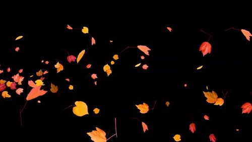 Buntes Herbstlaub — Windy Flying Spurt Jet Transition — V — Alpha Channel