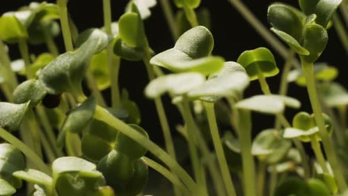 Close up of vibrant green microgreens growing