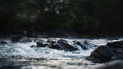 Wild Mountain River Flowing Through Stone Boulders. Abundant Clear Stream in Carpathians. Cold Wa...