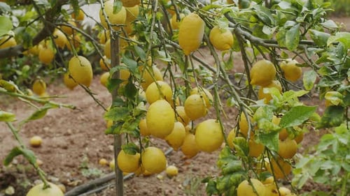 Lemon Tree Full of Ripe Fruit on the Farm