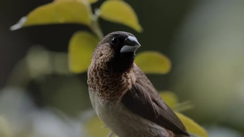 Beau gros plan d'un petit oiseau brun perché à l'intérieur