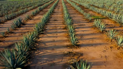 Blue agave fields tequila fertile land to plant maguey liquor mezcal landscape planting lands