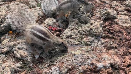 Zwei durstige Chipmunks, die Wasser tranken, gossen wir auf einen Felsen.