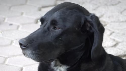Close up of a black labrador retriever looking around outside