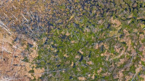 Swamp in Autumn Landscape Aerial View Belarus Europe