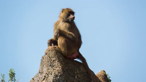 Baboons in Nature Setting