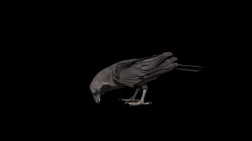 Realistic Animated Crow Pecking on Alpha Channel