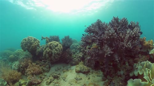 The Underwater World of a Coral Reef