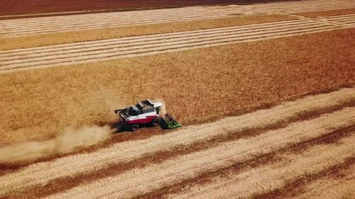 Aerial Drone View Combine Harvesters Working in Soybean Field on Sunset Harvesting Machine Driver