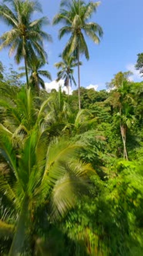 Cinematic FPV Flight Among Palm Trees on Tropical Island on Sunny Day Thailand