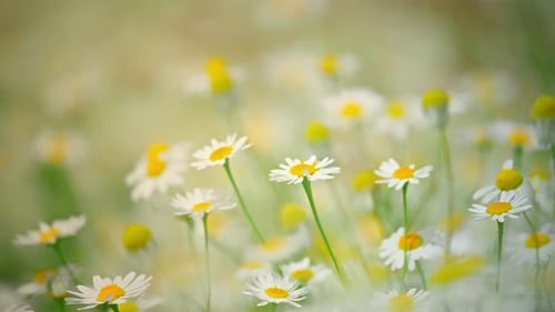 Chamomile Flowers on a Sunny Day