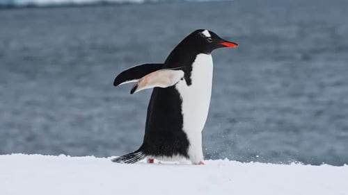 Gentoo Penguin Walking on Snowy Antarctica Shoreline