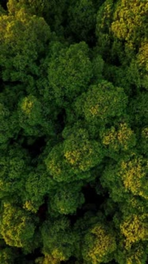 Vertical Video Aerial View Green Forest Background
