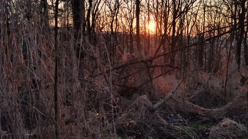 eerie place in a wood overgrown with dead grass in sunset, dark, underexposed