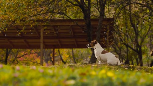 Happy Funny Dog in the Park at Autumn