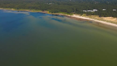 Aerial Orbit Over Sandy Beach and Pine Forest Coastline in Summer Sun