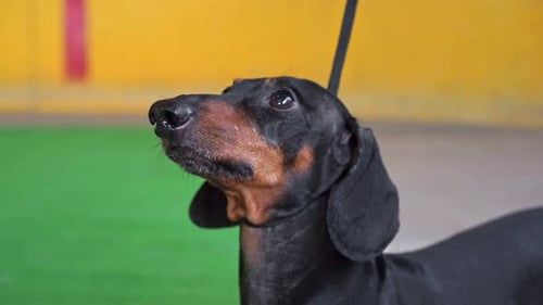 Attentive Dachshund Dog Looking Upward Indoors