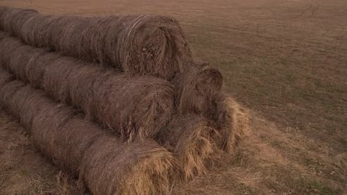 Around Old Straw Bales