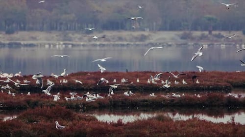 Animal Bird Seagulls In Nature Near The Sea 4