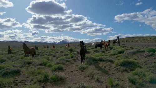 Horses Grazing In Open Field In Patagonia