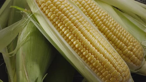 Ears of Fresh Yellow Corn on the Cob