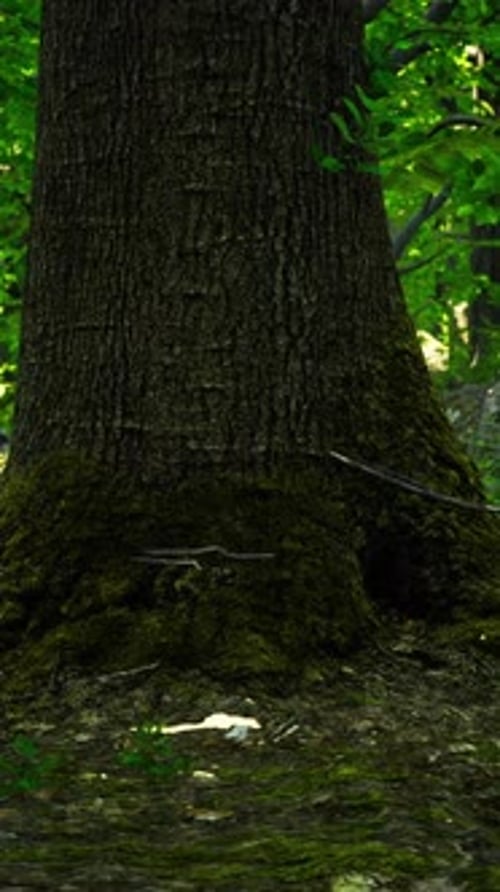 Tree Roots and Sunshine in a Green Forest