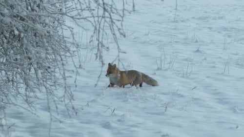 Hunting Orange fox in deep white snow approaching prey in forest, Slow motion tracking shot